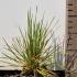 Deschampsia Cespitosa Goldtau 10 cm buy online UK.