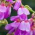 Desmodium Elegans dwarf shrub is commonly known as Elegant Tick Clover For Sale online UK delivery.