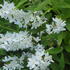 Deutzia gracilis compact deciduous shrub with arching stems and white spring flowers