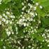 Deutzia Gracillis. Deutzia White Flowering Shrubs for sale online with UK and Ireland delivery.