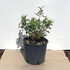 dg 20-30 cm buy online UK.