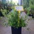 Deutzia Gracillis 40-60 cm buy online UK.