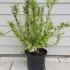 Deutzia Gracillis 50-60 cm buy online UK.