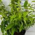 Deutzia Hybrida Strawberry Fields 80-100 cm buy online UK.