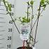 Deutzia Hybrida Strawberry Fields 30-40 cm buy online UK.