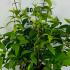 Deutzia Hybrida Strawberry Fields 60-80 cm buy online UK.