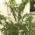 Deutzia Hybrida Strawberry Fields 1.5-1.75 m buy online UK.