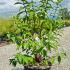 Deutzia Magnifica 80-100 cm buy online UK.