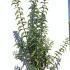 Deutzia Magnifica 1-1.25 m buy online UK.