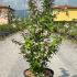 Deutzia Magnifica 60-80 cm buy online UK.