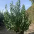 dema 1.5-1.75 m buy online UK.