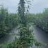 Deutzia Mont Rose 1.5-1.75 m buy online UK.