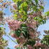 A compact deciduous shrub with arching stems and clusters of dusky pink flowers. Low-maintenance and elegant.