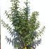 Deutzia Scabra Pride of Rochester 1-1.25 m buy online UK.