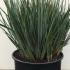 Dianella Revoluta Little Rev Blue Flax Lily 20-40 cm buy online UK.