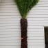 Dicksonia Antarctica - Tasmanian Tree Fern 2.4-2.6 m buy online UK.