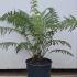 Dicksonia Antarctica - Tasmanian Tree Fern 60-80 cm buy online UK.