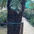 Dicksonia Antarctica - Tasmanian Tree Fern 1.7-1.9 m buy online UK.
