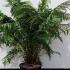 Dicksonia Antarctica - Tasmanian Tree Fern 60-80 cm buy online UK.