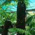 Dicksonia Antarctica Tree Fern for sale at Paramount Plants & Gardens - Tree fern specialist nursery, London UK