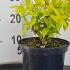 Diervilla Rivularis Honeybee Bush Honeysuckle 10-20 cm buy online UK.