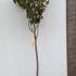 Diospyros Kaki Chinese Persimmon or Chinese Date Plum 1.75-2 m buy online UK.
