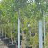 Diospyros Kaki Chinese Persimmon or Chinese Date Plum 2-2.5 m buy online UK.