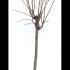 Diospyros Lotus Date Plum 1.25-1.5 m buy online UK.