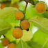 Diospyros Lotus Date Plum fruits, commonly known as Persimmon, these are edible fruiting trees, buy online UK delivery