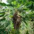 Trachycarpus Wagnerianus, Hardy Palms, Paramount Plants and Gardens, Palm Trees London
