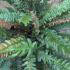Doodia Media Common Rasp Fern for Sale Online from our London plant centre, UK nationwide delivery