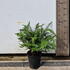 Dryopteris Affinis Pinderi 20-30 cm buy online UK.