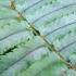Dryopteris Cycadina or Shaggy Shield Fern is available to buy online. London garden centre, UK