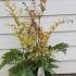Dryopteris Erythrosora Japanese Shield Fern 30-40 cm buy online UK.