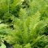 Dryopteris Filix-Mas, Basket Fern or Shield Fern