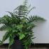 Dryopteris Wallichiana 20-30 cm buy online UK.