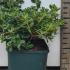 Dwarf Rhododendron Blue Diamond 30-40 cm buy online UK.