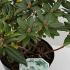 Dwarf Rhododendron Dora Amateis 25-30 cm buy online UK.
