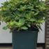 Dwarf Rhododendron Shamrock 20-30 cm buy online UK.