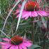 Rudbeckia Bravado also known as Coneflower Bravado. Echinacea bravado perennials for sale online UK
