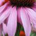 Echinacea Purpurea Prairie Splendor Purple Coneflower perennial for sale online with UK delivery.