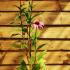 Echinacea Purpurea Prairie Splendor 60 cm buy online UK.