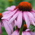 Purple Cone flower, perennial loved by pollinators, buy online UK