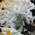 Edgeworthia Chrysantha commonly known as Paper Bush Plant, buy online UK delivery