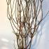 Edgeworthia Chrysantha Grandiflora 1-1.25 m buy online UK.