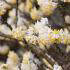 Edgeworthia Chrysantha Grandiflora for sale at our London garden centre, buy online UK delivery