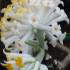 Edgeworthia Chrysantha commonly known as Paper Bush Plant, buy online UK delivery