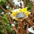 Paper Bush shrub in bud in winter, available to buy from our London plant centre