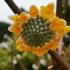 Edgworthia Chrysantha flowering in winter, buy UK
