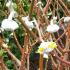 Edgworthia Chrysantha, winter flowering shrubs for sale UK
